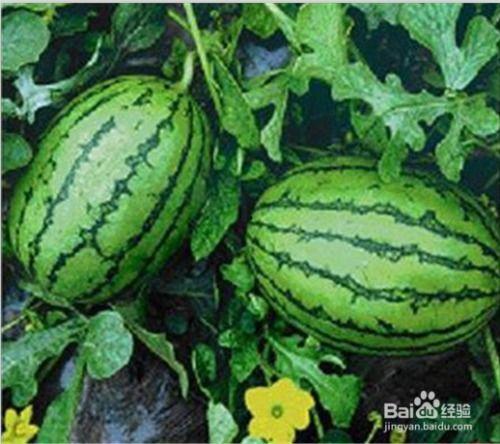 大瓜可吃,揭秘娱乐圈的甜蜜与苦涩  第3张